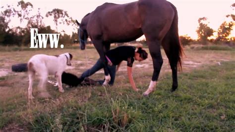 horse humping girl|Horses humping women